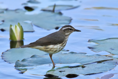 Lousiana Waterthrush - (Parkesia motacilla)