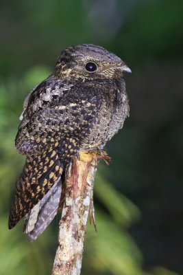 Cuban Nightjar - (Antrostomus cubanensis)