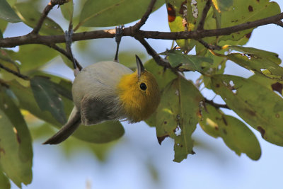 Yellow-headed Warbler - (Teretistris fernandinae)