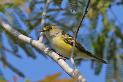 White-eyed Vireo - (Vireo griseus)