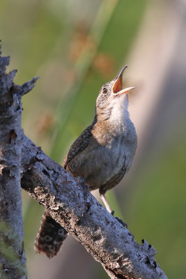 Zapata Wren - (Ferminia cerverai)