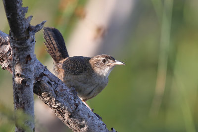 Zapata Wren - (Ferminia cerverai)