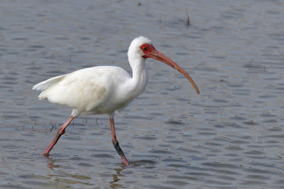 White Ibis - (Eudocimus albus)