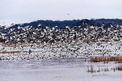 Snow geese are migrating and they have a stop over at Squaw Creek. While it appears there are a large number of geese it was a lite day but still it is neat to hear and see them. Also saw a Bald Eagle, muskrat, swans, American Coot and two Great Blue Herons.

An image may be purchased at http://edward-peterson.pixels.com/featured/snow-geese-at-squaw-creek-edward-peterson.html