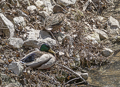 Walking along the path and I just spotted this Mallard pair resting on the rocks next to the pond. They must have been tired because they didn't move as I approached.

An image may be purchased at http://edward-peterson.pixels.com/featured/mallard-pair-edward-peterson.html