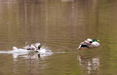 Spring is upon us and the wetlands at Heron Heaven is full of all kinds of activity. Here a Mallard drake is protecting his mate from another Mallard drake. Water is flying and it is getting loud.

An image may be purchased at http://edward-peterson.pixels.com/featured/mallard-drake-fight-edward-peterson.html