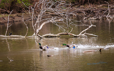 A Mallard drake defending both his mate and nesting area. Any other time of year and this won't be happening.

An image may be purchased at http://edward-peterson.pixels.com/featured/mallard-drake-chase-edward-peterson.html