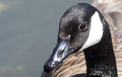 The Canada Geese at Heron Heaven aren't afraid of the onlookers so they get a little close to people on the boardwalk You can see the top rail of the boardwalk in the eye.

An image may be purchased at http://edward-peterson.pixels.com/featured/canada-goose-closeup-edward-peterson.html