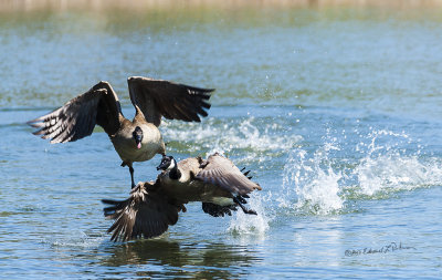 No more big flocks of Canada Geese on the water. It is couples only now that mating and nest selection is well underway. There are some territorial concerns when one strays too close to the mate or nesting area. Here is a general scramble to clear the area. It is always fun to see the water splash when it starts.

An image may be purchased at http://edward-peterson.pixels.com/featured/canada-geese-dispute-edward-peterson.html