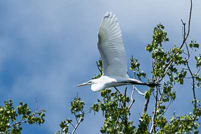Seeing the Great Egret in flight is something else. Getting a halfway decent photo is even better.

An image may be purchased at http://edward-peterson.pixels.com/featured/great-egret-in-flight-edward-peterson.html