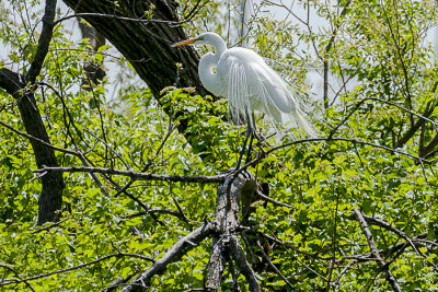 A Great Egret in all his breeding plumage high up in a far tree. It is always a joy when I get to see one. This guy spent about two hours perched up in the tree before he started moving about.

An image may be purchased at http://edward-peterson.pixels.com/featured/great-egret-in-breeding-plumage-edward-peterson.html