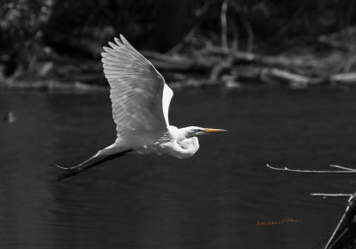 When you see a Great Egret the rest of the view kind of fades away. You have this big white body and on one end you have these tall black legs and the other end is the yellow eye and beak. In breeding season there are the additional decorative feathers that add a little sparkle that will catch your eye.

An image may be purchased at http://edward-peterson.pixels.com/featured/great-egret-in-bw-edward-peterson.html