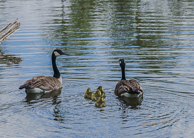 With spring there are all kinds of new arrivals, grass, flowers and of course baby ducks. Here is a Canada Geese family with mom and dad teaching the little ones the way of the water.

An image may be purchased at http://edward-peterson.pixels.com/featured/1-canada-geese-family-swim-edward-peterson.html