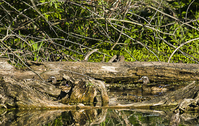 Wood Ducks are the hardest to photograph as they take off the second they see or hear you. I got lucky here as two female Wood Ducks went swimming into the underbrush.

An image may be purchased at http://edward-peterson.pixels.com/featured/wood-duck-females-edward-peterson.html