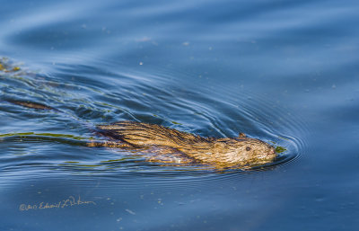 A warm afternoon in spring and this Muskrat was out for a swim. The fun thing was he just kept swimming under me and the boardwalk. I think he was really enjoying himself.

An image may be purchased at https://edward-peterson.pixels.com/featured/1-muskrat-spring-swim-edward-peterson.html