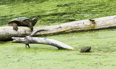 It always fun to see the Painted Turtles out, but to see a Painted Turtle with a Snapping Turtle nearby is a little unusual as the Snappers seldom come out of the water. Usually all you see of a Snapper is the from the eye to the tip of the nose out of water.

An image may be purchased at https://edward-peterson.pixels.com/featured/big-small-snapper-painted-turtles-edward-peterson.html