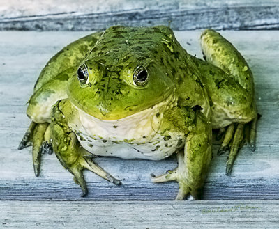 On my way back from the pond I found this guy in the middle of the boardwalk. He turn out to be a very bold frog as I walked right by him and he never moved. Normally they hide before you can even spot them.

An image may be purchased at https://edward-peterson.pixels.com/featured/frog-portrait-edward-peterson.html