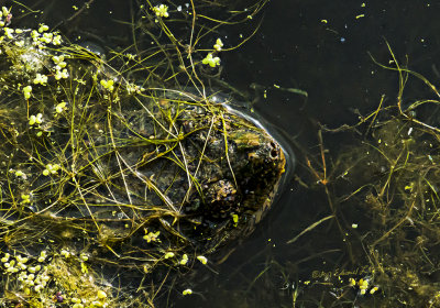 More often than not this is all you see of a Snapping Turtle. I was lucky in that he surfaced just below me to catch his breath. When looking at these animals one has to believe they have been transported back to the land of the dinosaurs!

An image may be purchased at https://edward-peterson.pixels.com/featured/snapping-turtle-head-edward-peterson.html
