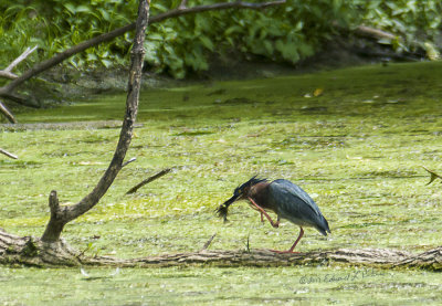 Not very often I get to see a Green Heron so I was surprised to find this guy looking for lunch. He was a long way off and it was very bright out as it was midday. It was fun to find this guy and he did manage to grab two fish in the hour I watch him.

An image may be purchased at http://edward-peterson.pixels.com/featured/green-heron-lunch-edward-peterson.html