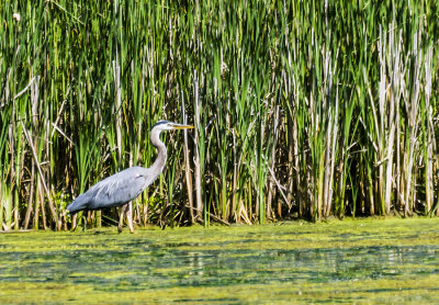 This Great Blue Heron was a long way off and blended into the background until he started hunting for his meal. I had followed him from the back pond and thought I could see him but decided it was a stump at the water line I was seeing.

An image may be purchased at http://edward-peterson.pixels.com/featured/1-great-blue-heron-hunting-edward-peterson.html