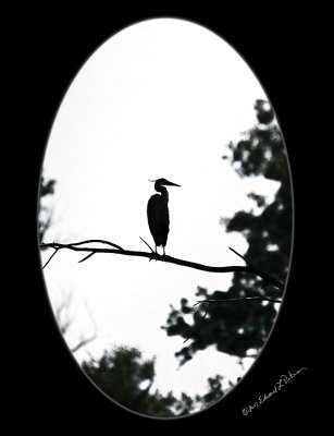 It is midday and the sun is bright. You have to squint as you look at the Great Blue Heron in the tree line. What do you do? You have your camera squint and turn the photo into a silhouette. Might just play with it a little more!

An image may be purchased at http://edward-peterson.pixels.com/featured/great-blue-heron-perching-edward-peterson.html