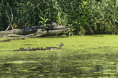 It is always hard to catch a photo of a Wood Duck let alone a family of them. I always find it hard to believe how many goslings they have. This female will have to look out for 10 of them.

An image may be purchased at http://edward-peterson.pixels.com/featured/1-wood-duck-family-edward-peterson.html