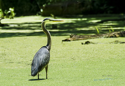 I find it amazing how long a Great Blue Heron can stand still when he is hunting for a meal. Sometime you can take a hundred photos before they will move an inch. And, you as the photographer absolutely afraid to move for fear of scaring them off.

An image may be purchased at http://edward-peterson.pixels.com/featured/great-blue-heron-midday-edward-peterson.html?newartwork=true