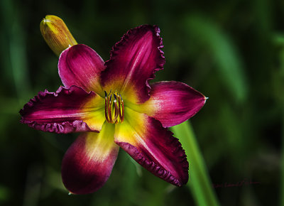 Some days the color of the flowers really jump out at you. Here is one the really jumped out at me. Some days it is hard to develop a photo and other days they develop themselves.

An image may be purchased at http://edward-peterson.pixels.com/featured/flower-purple-edward-peterson.html