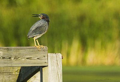 It has been awhile since I have spotted a Green Heron at Heron Heaven but this evening I was lucky. As I started walking down the boardwalk I noticed this guy setting on one of the handrail corners. He did let me get fairly closed which is uncommon for wildlife. But it was an exciting time!

An item may be purchased at http://edward-peterson.pixels.com/featured/green-heron-on-the-corner-edward-peterson.html