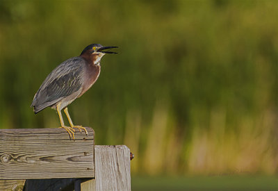 It is great to see a Green Heron as there doesn't seem to be all that many around. He did allow for a number photographs to be taken of him. It seems like he is talking but I never heard any sounds from him.

An image may be purchased at http://edward-peterson.pixels.com/featured/green-heron-evening-edward-peterson.html