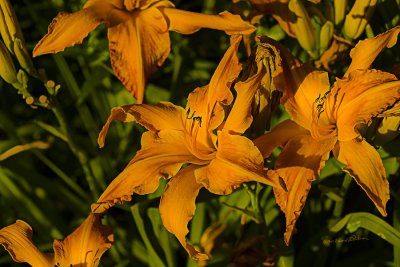 Two side by side flowers just really stood out.

An image may be purchased at http://edward-peterson.pixels.com/featured/orange-flowers-edward-peterson.html