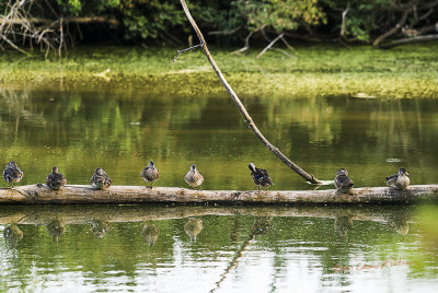 Took some time and went to Heron Heaven this evening and was amazed to find this years crop of Wood Ducks were approaching young adulthood. There were about 50 of these young adults about and one Great Blue Heron over in the corner. They will soon be heading south.

An image may be purchased at http://edward-peterson.pixels.com/featured/new-wood-ducks-on-a-log-edward-peterson.html