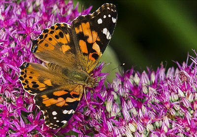 Went looking for Monarch butterflies and didn't find any. I did however find a number of Painted Ladies flying about and gathering their nectar.

An image may be purchased at http://edward-peterson.pixels.com/featured/painted-lady-butterfly-and-flower-edward-peterson.html