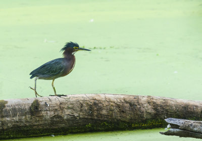 It is always good when you can get a photo of a young Green Heron. The wetlands at Heron Haven provides a good location to find these guys.

An image may be purchased at http://edward-peterson.pixels.com/featured/young-green-heron-edward-peterson.html?newartwork=true