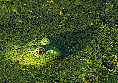 It has been a great year for frogs as Heron Haven is covered with them. They always sing such a sweet song in the evenings. It won't be long now before they go under for the winter. The Duckweed can be seen surrounding the frog. Duckweed is a mixed blessing. It can cover the entire water area and it will cause oxygen depletion's to the fish and plants. It also provides a high protein food to the waterfowl and grows rapidly. As long as there is drainage Duckweed is a value.

An image may be purchased at http://edward-peterson.pixels.com/featured/frog-and-duckweed-edward-peterson.html?newartwork=true