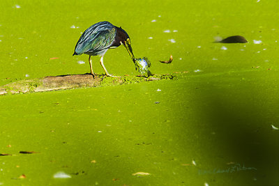 The Green Heron found success through the green soup. He spent a lot of time wiping the fish off on the log before swallowing it. I hadn't seen this type of behavior before but I hadn't seen him catching a fish with such thick covering.

An image may be purchased at http://edward-peterson.pixels.com/featured/green-heron-success-edward-peterson.html