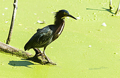 Watched this guy for sometime this afternoon. I'm not sure how they can hunt with the green covering but later on he was successful.

An image may be purchased at http://edward-peterson.pixels.com/featured/green-heron-hunting-edward-peterson.html