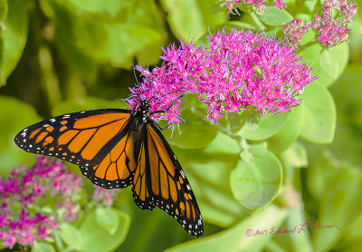Lots of activity happening for the Monarch Butterflies. Omaha, NE is a long way from Mexico. I find it hard to believe these little creatures make the migration.

An image may be purchased at http://edward-peterson.pixels.com/featured/monarch-pretty-in-pink-edward-peterson.html