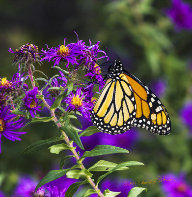 The Monarch migration is picking up steam. Several were out and about replenishing their energy at the flower garden.

An image may be purchased at http://edward-peterson.pixels.com/featured/monarch-butterfly-and-purple-flower-edward-peterson.html