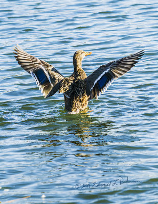 One of the great things about a fall day is the color of the wildlife! Here a female Mallard exercises her wings in the light of a bright afternoon autumn day.

An image may be purchased at http://edward-peterson.pixels.com/featured/mallard-exercises-edward-peterson.html?newartwork=true