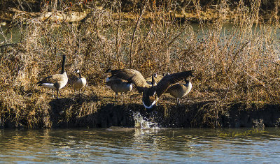 Kind of hard getting up out of the water when there isn't a gentle incline. But these Canada Geese made it happen and all it took were a couple of flaps.

An image may be purchased at http://edward-peterson.pixels.com/featured/1-canada-geese-flap-edward-peterson.html