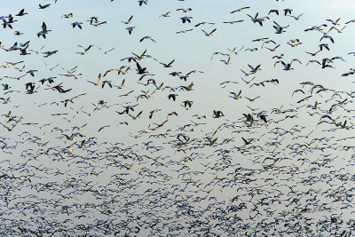 It is amazing to watch and listen to nature!

An image may be purchased at http://edward-peterson.pixels.com/featured/snow-geese-sky-pattern-edward-peterson.html