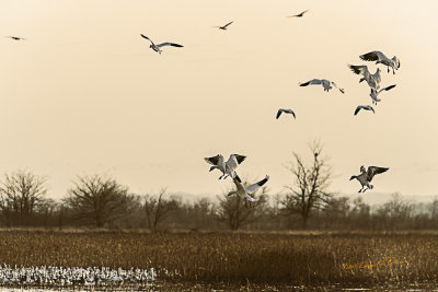 Landing gear is down for these Snow Geese but it seems awfully crowed. They all made it safe and sound.

An image may be purchased at http://edward-peterson.pixels.com/featured/snow-geese-landing-edward-peterson.html