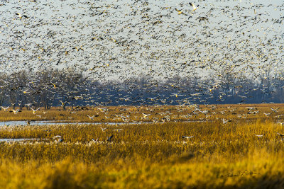 While there are a large number of Snow Geese at Loess Bluffs National WIldlife Refuge, I have been there when there were more! There lots of people watching and even a bus.

An image may be purchased at http://edward-peterson.pixels.com/featured/snow-geese-in-flight-edward-peterson.html