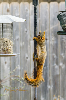 Me? I not doing anything! Just climbing a pole. Food, what food? I can watch these guys for hours!

An image may be purchased at http://edward-peterson.pixels.com/featured/squirrel-pole-dancer-edward-peterson.html