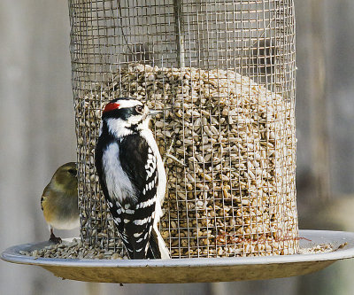 The male Hairy woodpecker always has a bright splash of red. Just a backyard feeder and heated water make a big impact on nature.

An image may be purchased at http://edward-peterson.pixels.com/featured/hairy-woodpecker-feeding-edward-peterson.html