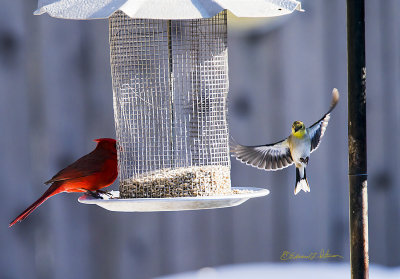 After the hawk left the birds started coming back to the feeders. Here is an American Goldfinch inbound to feed with the Northern Cardinal.

An image may be purchased at http://edward-peterson.pixels.com/featured/american-goldfinch-inbound-edward-peterson.html