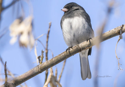 It always amazes me how many of these little guys roam the ground looking for seeds during the winter. I find them to be nicely colored and just add a little something to the snow.

An image may be purchased at http://edward-peterson.pixels.com/featured/2-slate-colored-junco-edward-peterson.html?newartwork=true