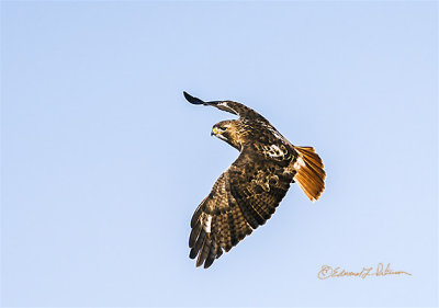 Driving down the street and saw two Red-tail Hawks setting on the top of light poles. Turned into a side road to see about getting a shot of one of them. Caught this guy in flight.

An image may be purchased at http://edward-peterson.pixels.com/featured/red-tail-hawk-in-flight-edward-peterson.html?newartwork=true