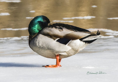 This was the only Mallard around and he seemed to be resting in the sun. I would think his feet would be cold.

An image may be purchased at http://edward-peterson.pixels.com/featured/mallard-drake-resting-edward-peterson.html